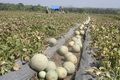 Harga melon diambang terendah