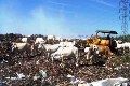 Waspadai hewan kurban pemakan sampah
