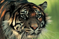 Harimau Sumatera mati mengenaskan