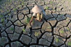 Kemarau melanda, petani beli air untuk pertanian