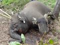 Tahun ini, ada 8 gajah mati