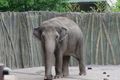 Diserang anak gajah, pawang wanita luka parah