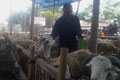 Penjual hewan kurban DIY meraup untung
