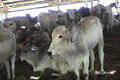 Sumba pasok ratusan sapi ke Jawa