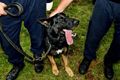 Tendang anjing polisi, seorang muslim Australia ditahan