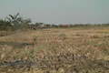 6.700 hektar sawah alami kekeringan
