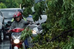Tak hujan, pohon tumbang timpa mobil
