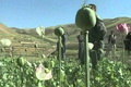 Produksi opium Myanmar meningkat