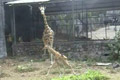 Anak jerapah lahir di TSI Prigen