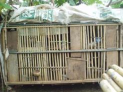 Jorok, tumpukan kandang ayam berserakan di Kalimalang
