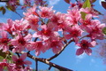 Sambut investor, Bantaeng tanam 300 bibit Sakura
