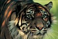 Pencari burung diterkam harimau