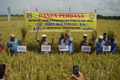 Wajo didesak buat Perda perlindungan sawah