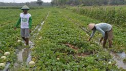 Pertahun, 2.000 ha lahan pertanian alih fungsi