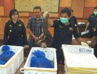 Beacukai gagalkan penyeludupan trenggiling hidup