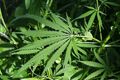 Republik Ceko legalkan ganja untuk keperluan medis