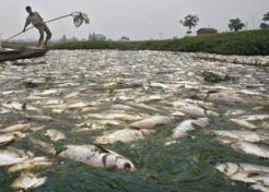 Ribuan ikan Sungai Komering mati