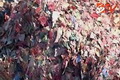 Wow, bahan bakar industri tahu dari uang Rp1 T