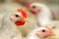 Cegah flu burung, Kementan awasi pergerakan itik