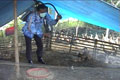 Flu burung di Temanggung kian meluas