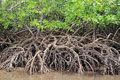 Mahasiswa tanam mangrove di Pulau Pari