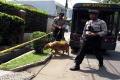 Ungkap dugaan pembunuhan, polisi kerahkan anjing pelacak