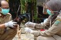 Sidoarjo diserang virus flu burung
