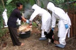 Musim hujan, tetelo serang ribuan unggas