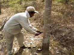 2013, Petani berharap harga karet naik