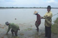 Sungai mampet, ratusan hektare sawah kebanjiran