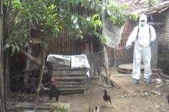 Ayam mati mendadak, dinas lakukan penyemprotan masal