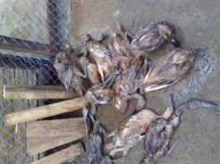 208 Itik bantuan pemprov mati misterius