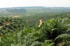 Izin perkebunan kelapa sawit di Kaltim dihentikan