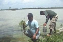Ratusan hektare padi hanyut tersapu banjir
