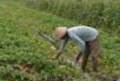 Puso, petani di Kabupaten Tangerang gagal panen