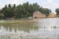 Ratusan hektar sawah di 5 desa terendam banjir