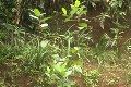 Petani pohon kantinona minta ganti rugi
