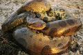 Peringati Imlek, Anaconda hadir di TSI