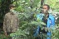 Dibantu petani, BNN bakar pohon Kantinona