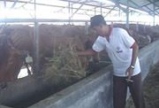 Peternak minta harga pakan sapi disubsidi