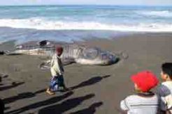 Paus Pilot While 1,8 meter terdampar di Pantai Semawang