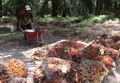 TBS busuk, petani dan perusahaan sawit merugi