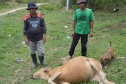 Gara-gara sapi, warga dua desa nyaris bacok-bacokan
