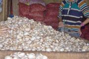 Harga bawang di Solo mulai turun