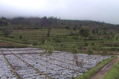 Kawah Timbang berbahaya, petani kentang merugi
