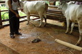 Peternak ini manfaatkan listrik dari kotoran sapi