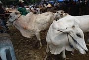 Permintaan naik, harga sapi di Bojonegoro meroket