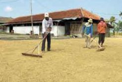 Harga gabah anjlok, petani mengeluh