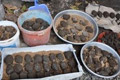 Ratusan granat aktif terpendam di kebun