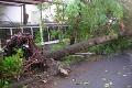 Pohon tumbang buat lalin tersendat